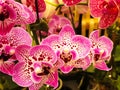 Beautiful moth orchid on blurred background