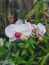 Beautiful moth orchid flowers blooming in the garden