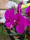 Beautiful moth orchid flowers are blooming in the garden