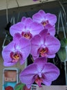 Beautiful moth orchid in front of blur background and closeup view