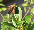 Beautiful Moth Sitting on Leaf, Close up Shot. Royalty Free Stock Photo