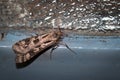 Beautiful Moth sitting resting