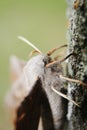 Beautiful moth sitting on a tree.