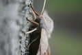 Beautiful moth sitting on a tree.