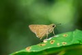 Beautiful moth staying on green leaf