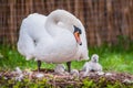 beautiful Mother swan and little swans