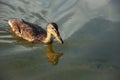 Beautiful motley bird duck is swimming in the river Royalty Free Stock Photo