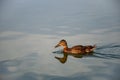 Beautiful motley bird duck is swimming in the river Royalty Free Stock Photo