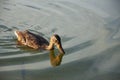 Beautiful motley bird duck is swimming in the river Royalty Free Stock Photo