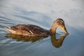 Beautiful motley bird duck is swimming in the river Royalty Free Stock Photo