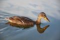 Beautiful motley bird duck is swimming in the river Royalty Free Stock Photo