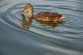 Beautiful motley bird duck is swimming in the river Royalty Free Stock Photo