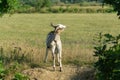 Beautiful motley goat enters field and looks away. Natural foliage vignette. Theme of nature, rural recreation