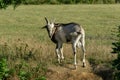 Beautiful motley goat enters field and looks at us. Natural foliage vignette. Theme of nature, rural recreation