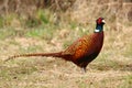 Motley pheasant male Phasianus colchicus Royalty Free Stock Photo