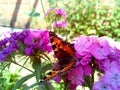 A beautiful mottled butterfly flew to an amazing purple flower