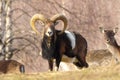 Beautiful mouflon ram Royalty Free Stock Photo