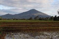 A beautiful mountain, along with fresh rice paddies in a rice field
