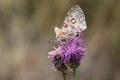 beautiful mountain apollo pollinating a pink flower