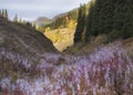 Beautiful mountain autumn landscape with fluffy fireweed and colorful trees, Kazakhstan, mountains near the city of Almaty