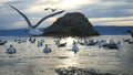 Beautiful Mountain Baikal Lake. Sunset over the mountain peaks and flying graceful gulls