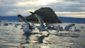 Beautiful Mountain Baikal Lake. Sunset over the mountain peaks and flying graceful gulls