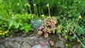 Beautiful mountain flower arragement