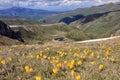 Beautiful mountain flowers and glacial lake Royalty Free Stock Photo