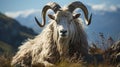 Beautiful mountain goat on the background of the high mountains. Toned Royalty Free Stock Photo