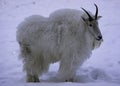 A beautiful mountain goat on a frosty winter day
