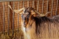 Beautiful mountain goat. Mountain ram portrait. Mountain goat with big horns in zoo Royalty Free Stock Photo