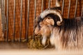 Beautiful mountain goat. Mountain ram portrait. Mountain goat with big horns in zoo. selective focus Royalty Free Stock Photo