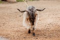 Beautiful mountain goat. Mountain ram portrait. Mountain goat with big horns in zoo. selective focus Royalty Free Stock Photo