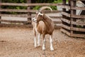 Beautiful mountain goat. Mountain ram portrait. Mountain goat with big horns in zoo Royalty Free Stock Photo