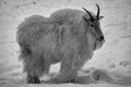 A beautiful mountain goat walking and feeding in a snowy field in Yukon.