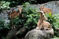 Mountain goat at zoo in Thailand Royalty Free Stock Photo