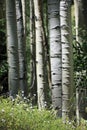 Beautiful Mountain Hiking Trail Through Aspen Trees of Vail Colorado Royalty Free Stock Photo
