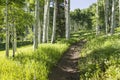 Beautiful Mountain Hiking Trail Through Aspen Trees of Vail Colorado Royalty Free Stock Photo