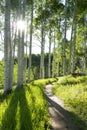 Beautiful Mountain Hiking Trail Through Aspen Trees of Vail Colorado Royalty Free Stock Photo