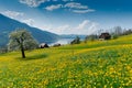 Beautiful mountain and lake landscape in the springtime with flowers and blossoming trees Royalty Free Stock Photo