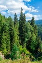 Beautiful mountain landscape in Ajara, pine trees. Georgia