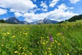 Beautiful mountain landscape in the Alps with wild flowers and green meadows. Walderalm, Austria, Tyrol