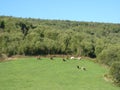 Beautiful mountain landscape. Cows grazing on pasture Royalty Free Stock Photo