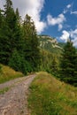 Beautiful mountain landscape with hills, green meadows and spruce trees Royalty Free Stock Photo