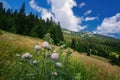 Beautiful mountain landscape with hills, green meadows and spruce trees. Royalty Free Stock Photo