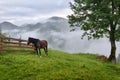 Beautiful mountain landscape with a horse. Foggy morning after the rain Royalty Free Stock Photo