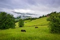 Beautiful mountain landscape with horses in the pasture. Foggy morning after the rain. Location place Carpathian mountains, Royalty Free Stock Photo