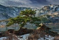 Beautiful mountain landscape. A pine against the background of t.