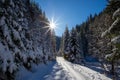 Beautiful mountain landscape with a road through pine forests covered with snow in winter Royalty Free Stock Photo