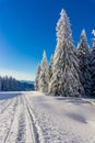 Trees by ski lane on snowy mountain